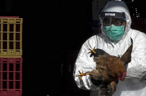 ABŞ-da H5N5 quş qripindən ilk insan ölümü qeydə alınıb