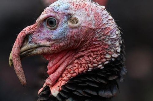 ABŞ-da Şükran Günü oğurluğu: Yüzlərlə hinduşka oğurlandı