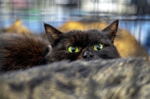 Yeni Zelandiya 2050-ci ilə qədər 2,5 milyon pişiyi öldürəcək