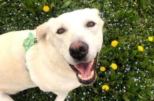 Qızıl retrieverlər insanlara bənzər duyğulara təsir edən bəzi genləri paylaşırlar