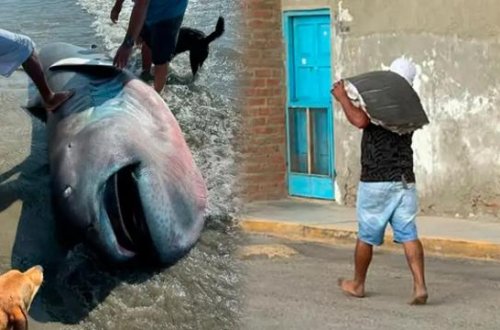 Nadir köpək balığı növü sahilə çıxdı, əhali tikələrə parçaladı