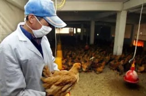 Fransa səhiyyə rəsmiləri: Quş qripi COVID-dən daha pis pandemiya riski yaradır