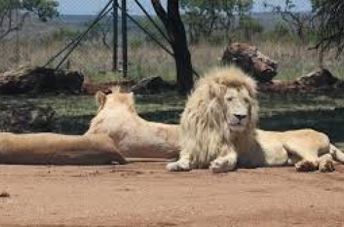 Hindistanda Asiya şirləri üç gündə iki uşaq yeyiblər