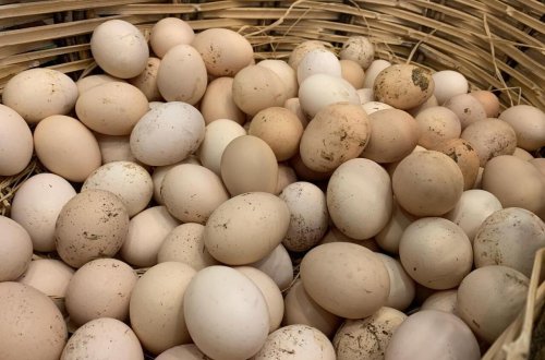 Kənd yumurtası kəskin BAHALAŞDI