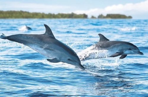 Delfinlər kimyəvi maddələrdən qaça bilmirlər