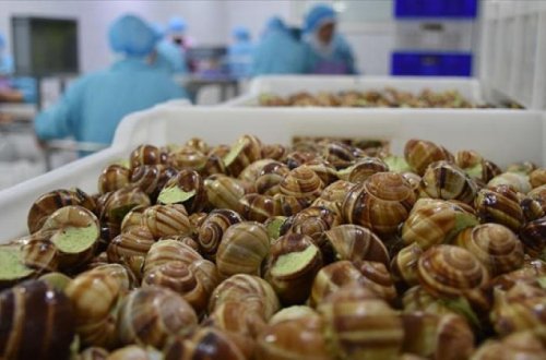 Fransada fermadan dəyəri 90 min avro olan ilbizlər oğurlanıb