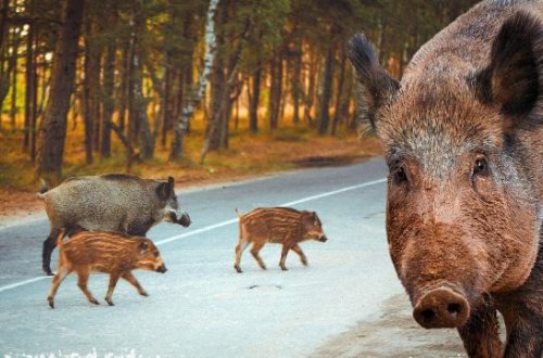 İspaniyada Afrika donuz taunu ilə mübarizəyə əsgərlər qoşulub