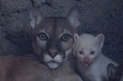 Ağ puma doğuldu - Dünyada sadəcə 4 dənədir