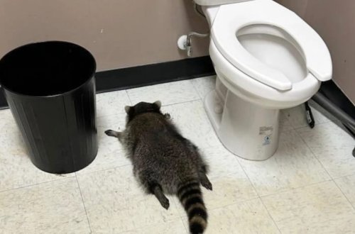 Sərxoş yenot hamamda huşunu itirib