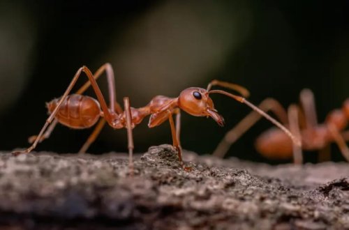 Gənc qarışqalar xəstələndikdə ölmək üçün yalvarırlar