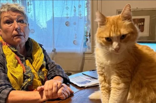 Dünyada ilk: Pişik ev həbsi aldı