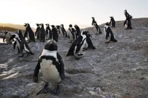 Afrika pinqvinlərinin nəsli kəsilə bilər