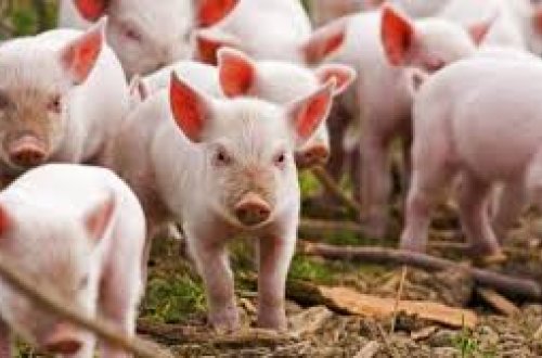 Azərbaycanda ən çox donuz bu rayonlarda saxlanılır