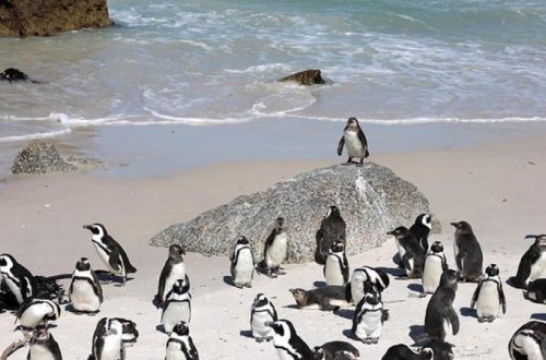 Cənubi Afrika sahillərində 62 min pinqvin aclıqdan ölüb