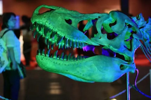 70 milyon illik itmiş dinozavr evə qayıdır