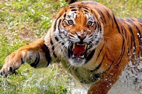 Hindistanda pələng fermeri parçalayıb