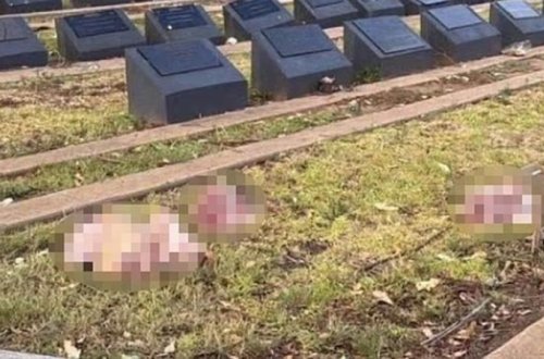 Avstraliyanın Sidney şəhərində müsəlman qəbiristanlığına donuz başları atılıb