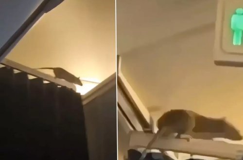 Təyyarəyə siçan girdi, uçuşu dayandırıb 36 saat onu axtardılar