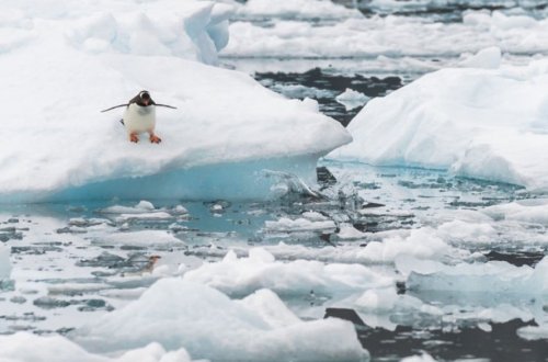 Arktikada temperatur rekord həddə çatıb