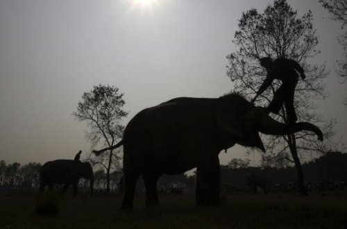 Hindistanda fillər 5 nəfəri öldürüb