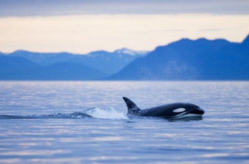 Balinaların nəfəsində ölümcül virus aşkar edilib