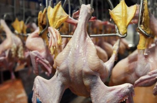 Bu toyuqları almayın - AÇIQLAMA