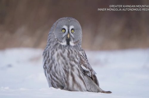 Monqolustanda nadir görülən boz bayquşa rast gəlinib