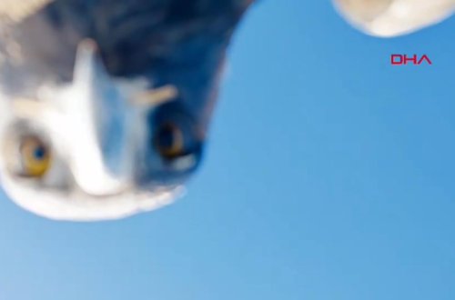 Qartal çəkiliş edən pilotsuz uçan aparatını tutub dağın zirvəsinə atdı