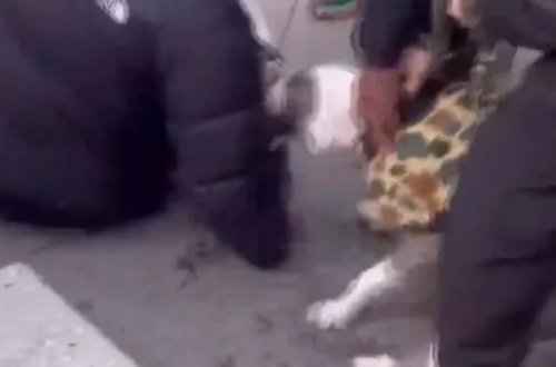 Pitbull 1 yaşlı uşağın ayağını dişlədi!