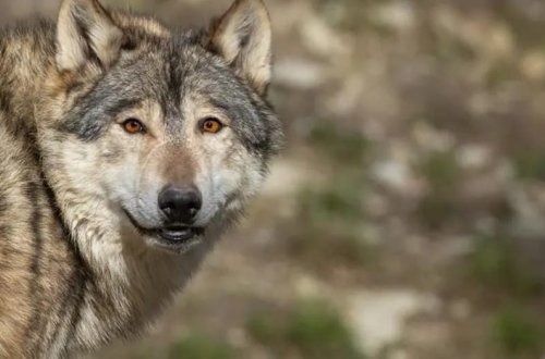 Tokiodakı zooparkdan canavar qaçdı