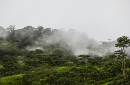 Amazonun tropik meşələrində iqlim dəyişir