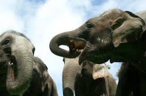 Hindistanda fil sürüsü işdən evə qayıdan qadını öldürüb