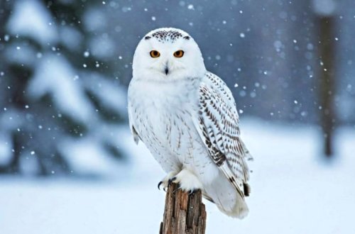 İsveçdə qar bayquşunun nəslinin kəsildiyi elan edilib