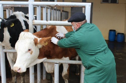 Heyvanlarda xəstəlik aşkarlıq edildi - Ətin qiyməti bahalaşacaq?