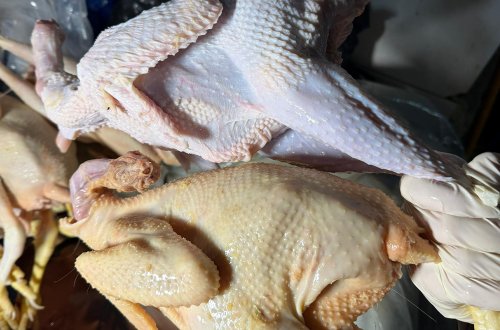 “Kənd toyuğu”nu sintetik maddə ilə rəngləyibmişlər - Fotolar