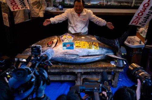 Tuna balığı hərracda 3,2 milyon dollara satılıb