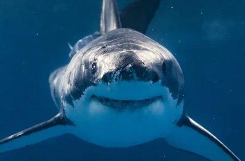 Dənizlərin ən təhlükəli yırtıcısı yoxa çıxır