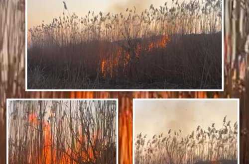 Cəbrayılda yanğın törədən şəxs məsuliyyətə cəlb olundu