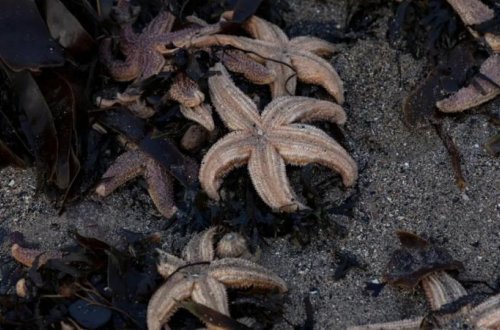 Minlərlə dəniz ulduzu müəmmalı şəkildə sahilə çıxdı