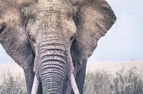 Qatil fil axtarılır