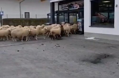 Almaniyada qoyun sürüsü supermarketə basqın edib