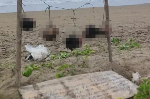 Turist çimərliyində dəhşətli qətl: 5 kəsilmiş baş asılmış vəziyyətdə tapıldı