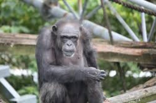 Dünyanın ən məşhur şimpanzesi öldü