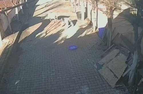 Türkiyədə sahibinə hücum edən qoç kameralara tuş gəlib