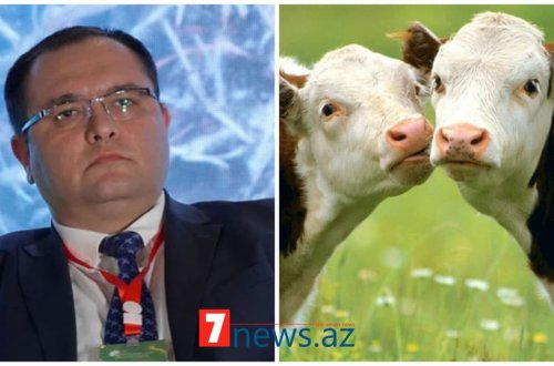 Məcnun Məmmədovun 5 milyon ödədiyi minlərlə mal-qara 