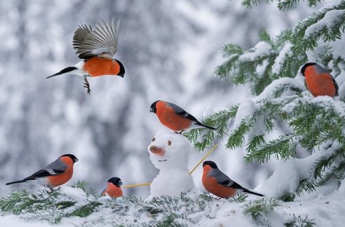 Qonşu ölkəyə 40 dərəcə şaxta ilə bağlı xəbərdarlıq edildi