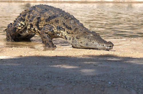 Mozambikdə güclü yağışlardan sonra timsah hücumları artıb: 2 ölü, 3 yaralı 