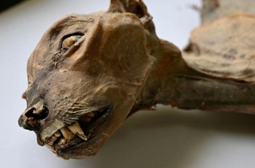 Səudiyyə Ərəbistanı səhralarında 7 nadir mumiyalanmış çita qalığı tapılıb