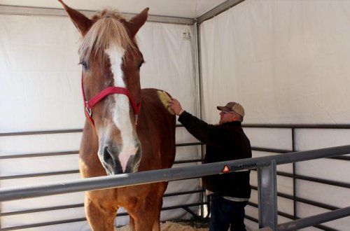 Atlar insan qorxusunun qoxusunu ala bilir