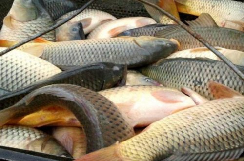 Balıq ovu üçün kvota təsdiqlənib